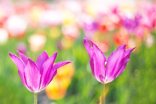 Fascinerende tulipantræer fra hele verden: Udforsk de mest sjældne og usædvanlige sorter