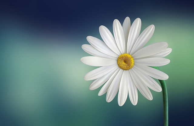 Forsythia: Historien bag denne smukke blomst og dens kulturelle betydning